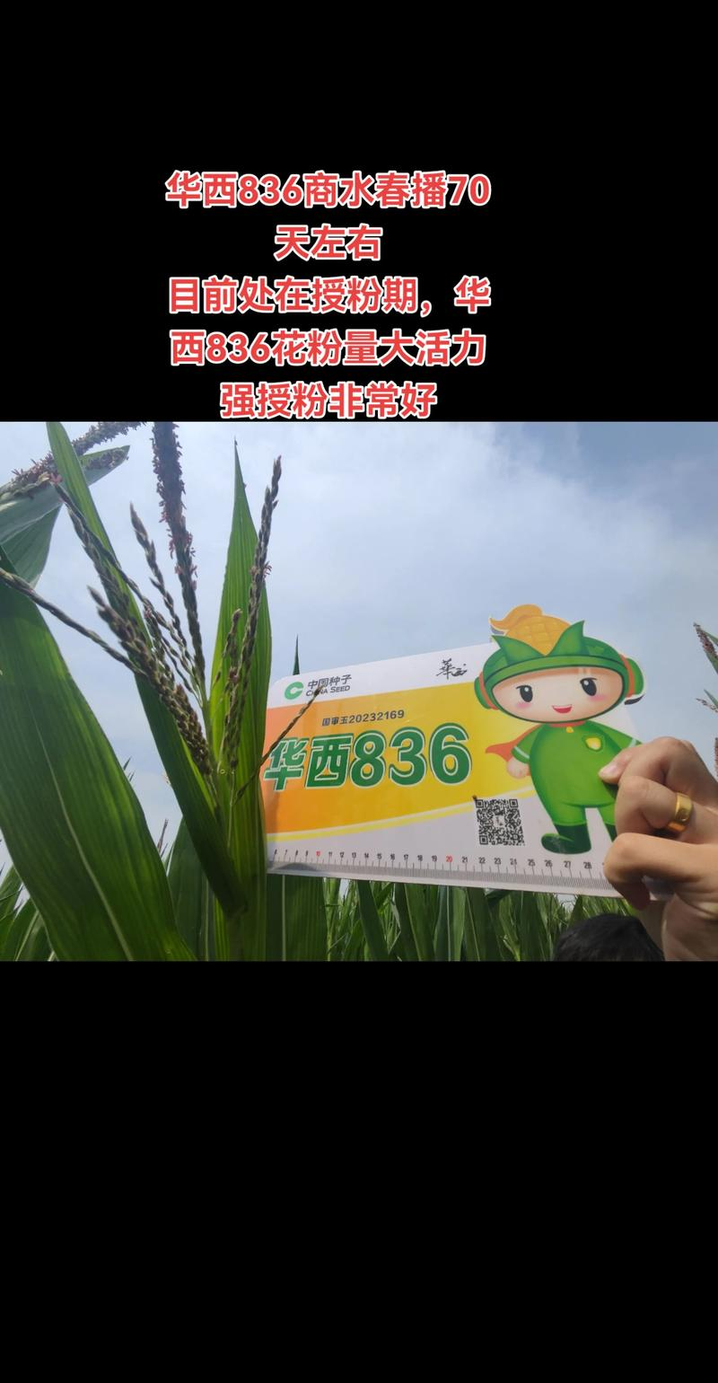 华西836玉米种子国审红轴大棒子产量高