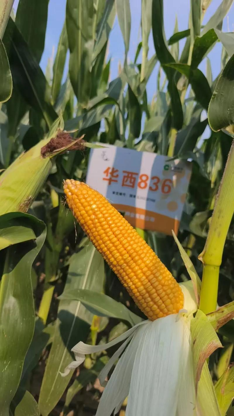 华西836玉米种子国审红轴大棒子产量高