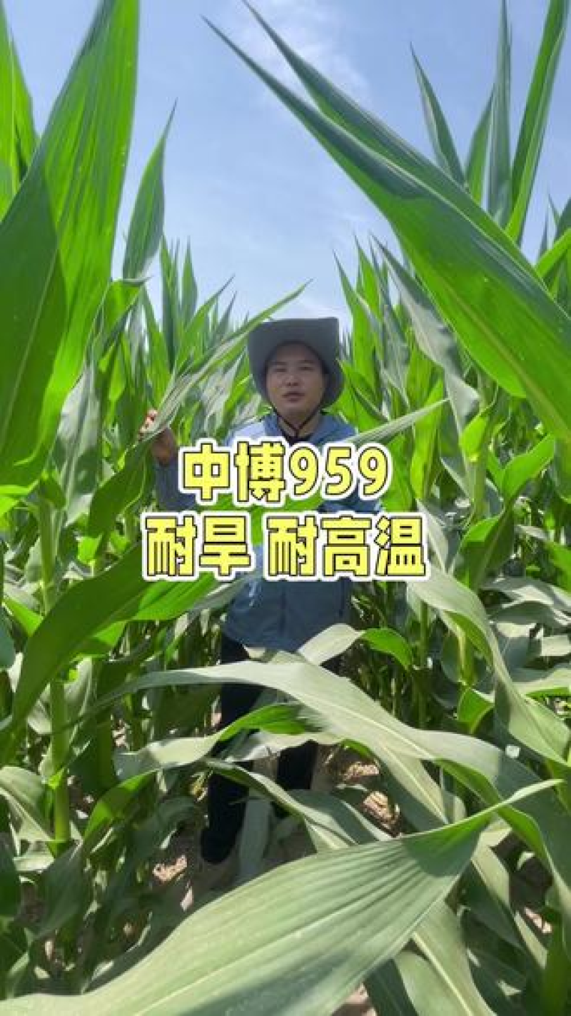 中博959玉米种子国审红轴大棒子4400粒/袋可春播夏播