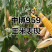 中博959玉米种子国审红轴大棒子4400粒/袋可春播夏播