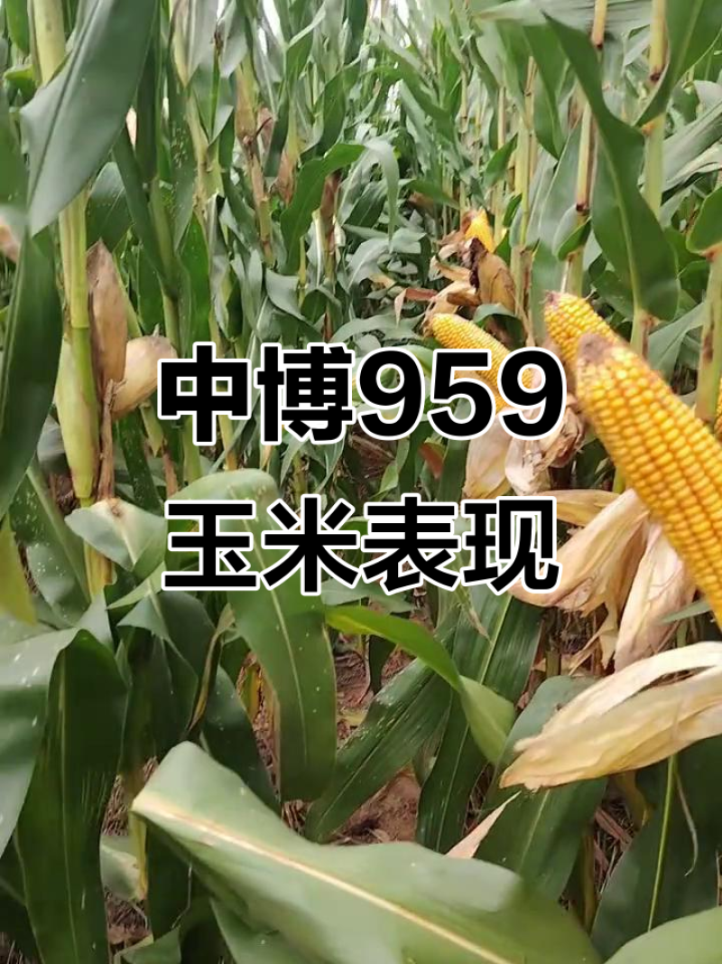 中博959玉米种子国审红轴大棒子4400粒/袋可春播夏播