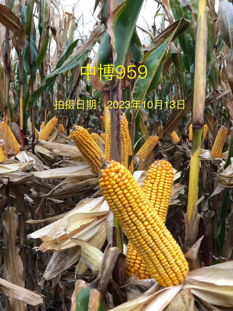 中博959玉米种子国审红轴大棒子4400粒/袋可春播夏播