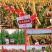 登海685玉米种子国审红轴大棒子4200粒/袋抗病抗倒产