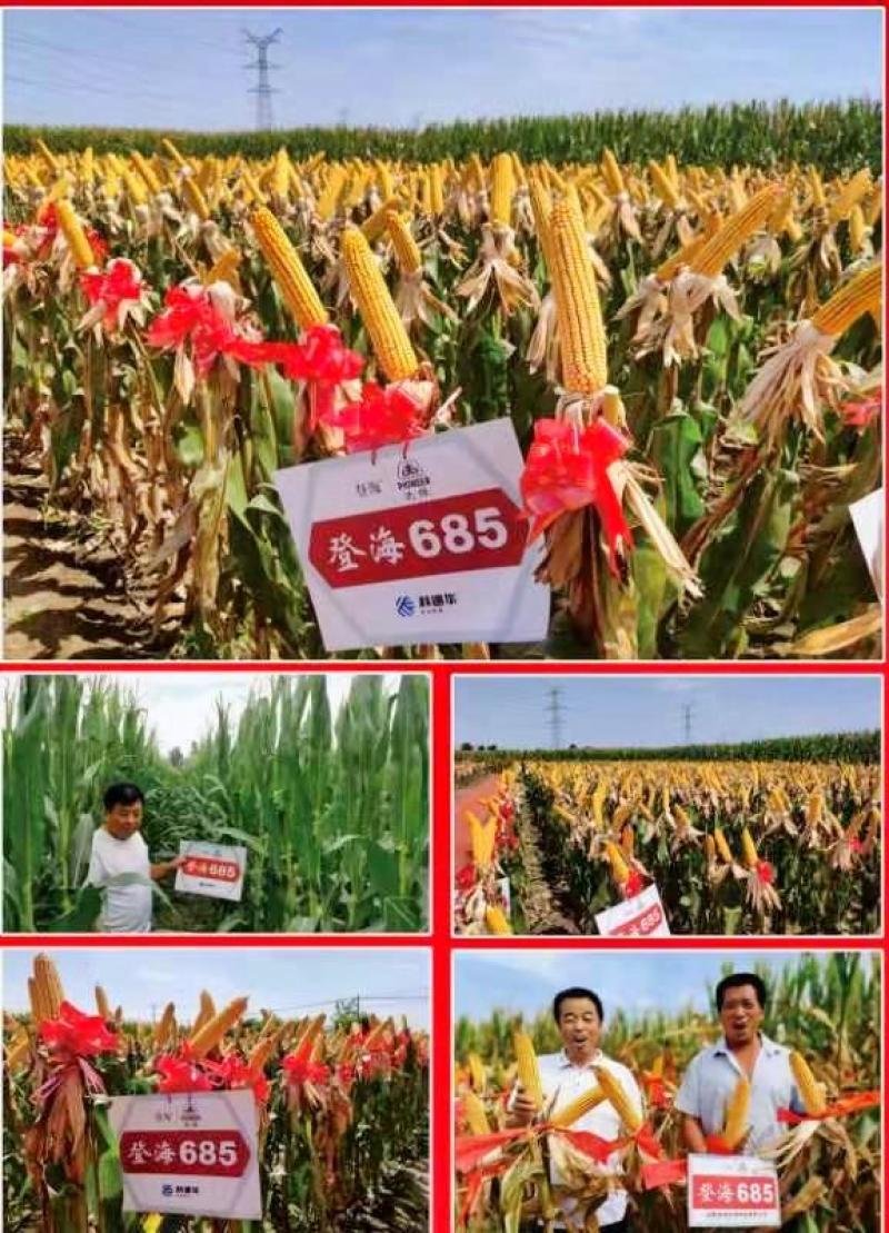 登海685玉米种子国审红轴大棒子4200粒/袋抗病抗倒产
