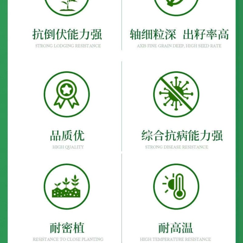 登海685玉米种子国审红轴大棒子4200粒/袋抗病抗倒产