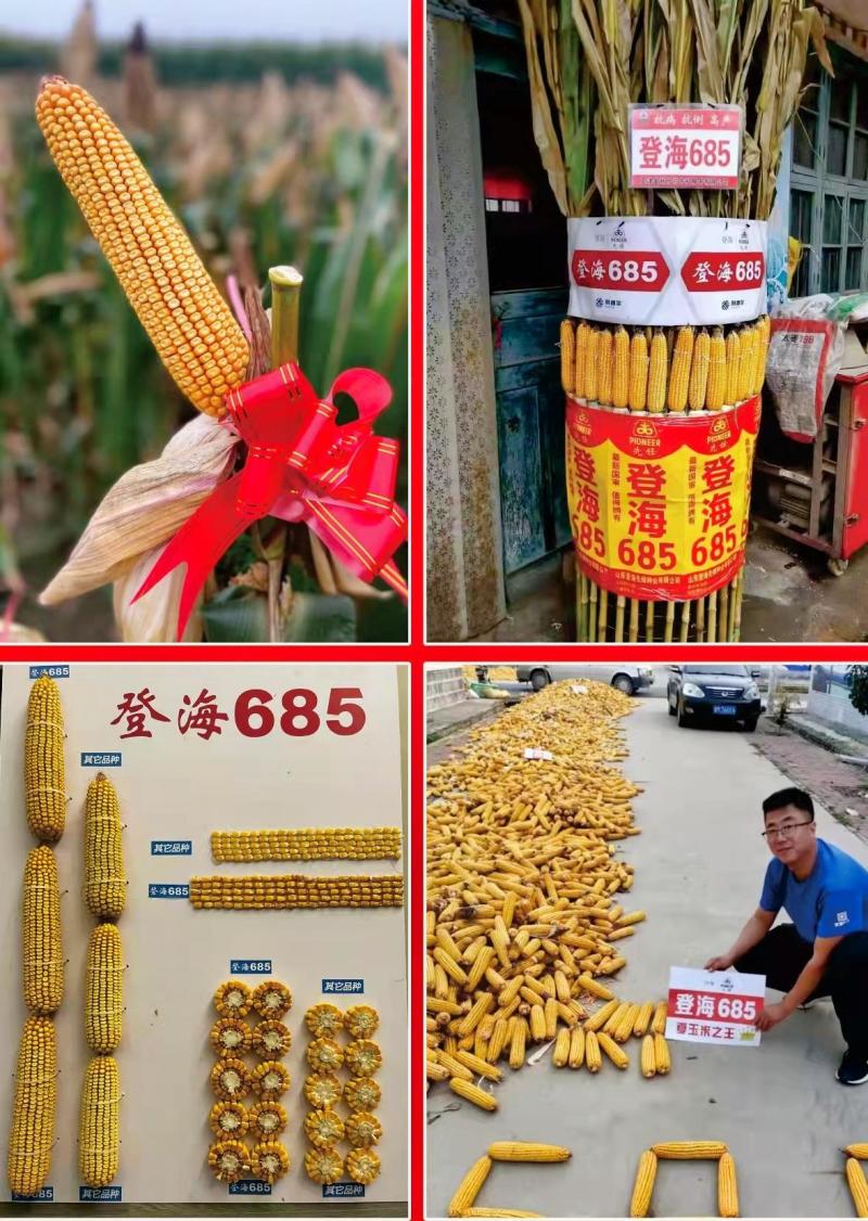 登海685玉米种子国审红轴大棒子4200粒/袋抗病抗倒产