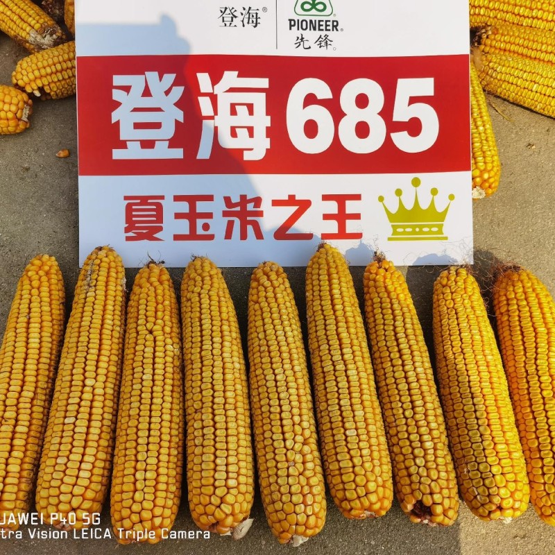 登海685玉米种子国审红轴大棒子4200粒/袋抗病抗倒产