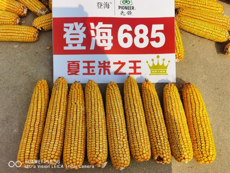 登海685玉米种子国审红轴大棒子4200粒/袋抗病抗倒产