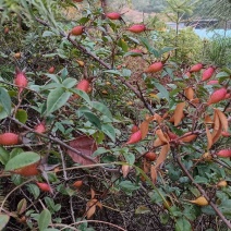 野生金樱子