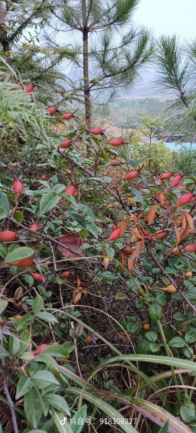 野生金樱子