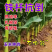 东单1331玉米种子国审6000粒大袋装红轴耐密植轴细粒