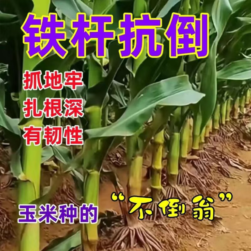 东单1331玉米种子国审6000粒大袋装红轴耐密植轴细粒