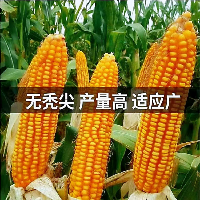 东单1331玉米种子国审6000粒大袋装红轴耐密植轴细粒