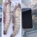 大对虾大虾