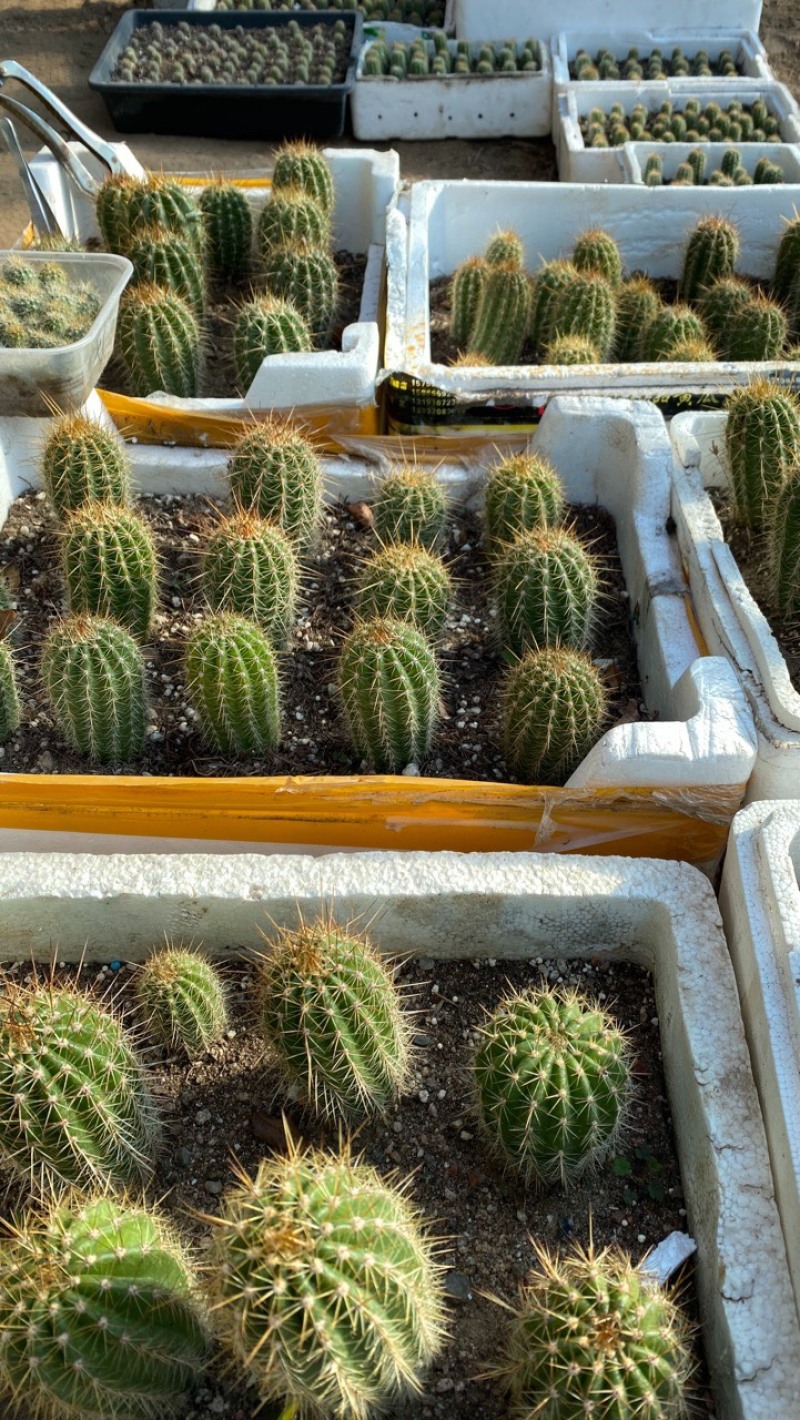 仙人球毛花柱。粗4高8厘米