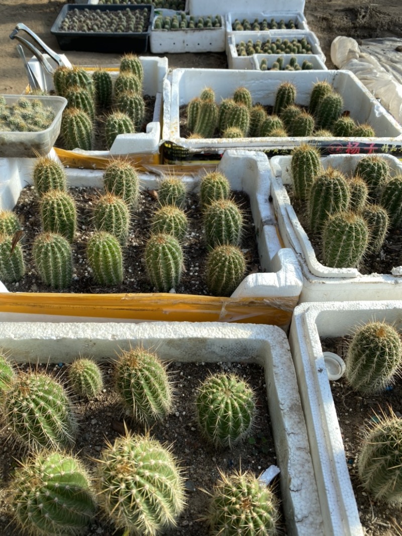仙人球毛花柱。粗4高8厘米