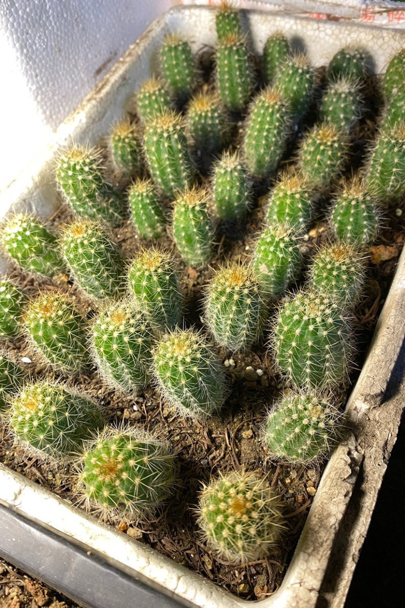 仙人球毛花柱。粗4高8厘米