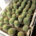 仙人球毛花柱。粗4高8厘米