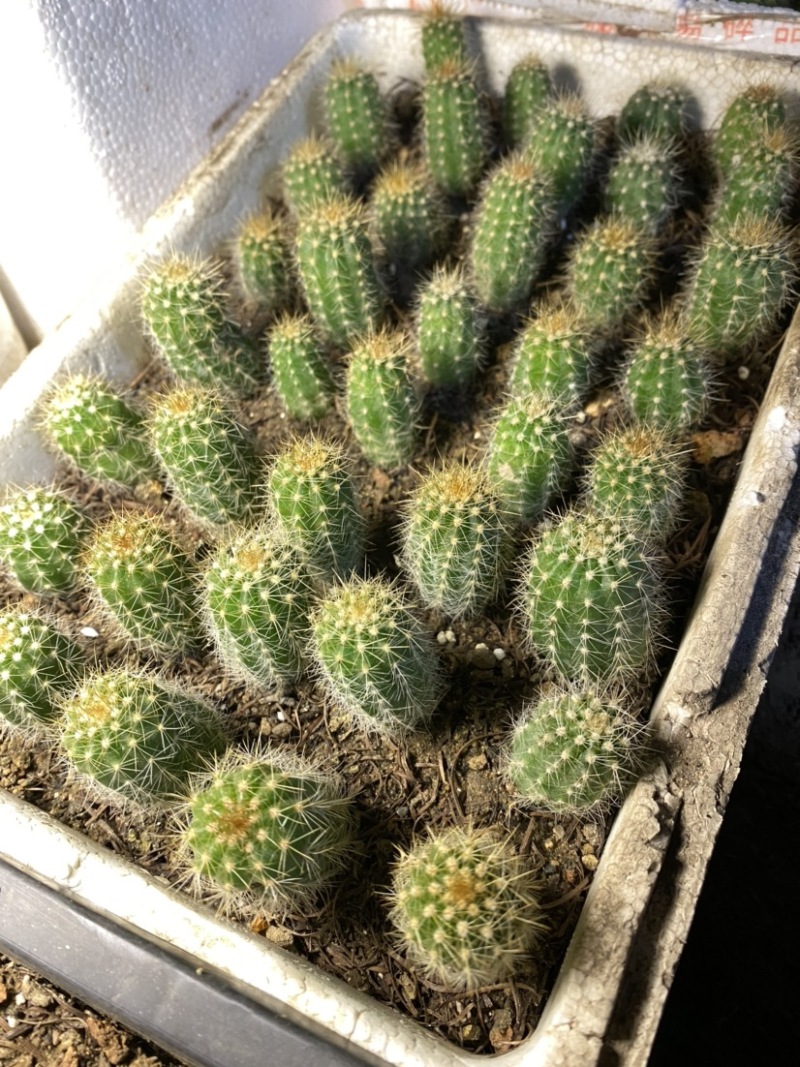 仙人球毛花柱。粗4高8厘米