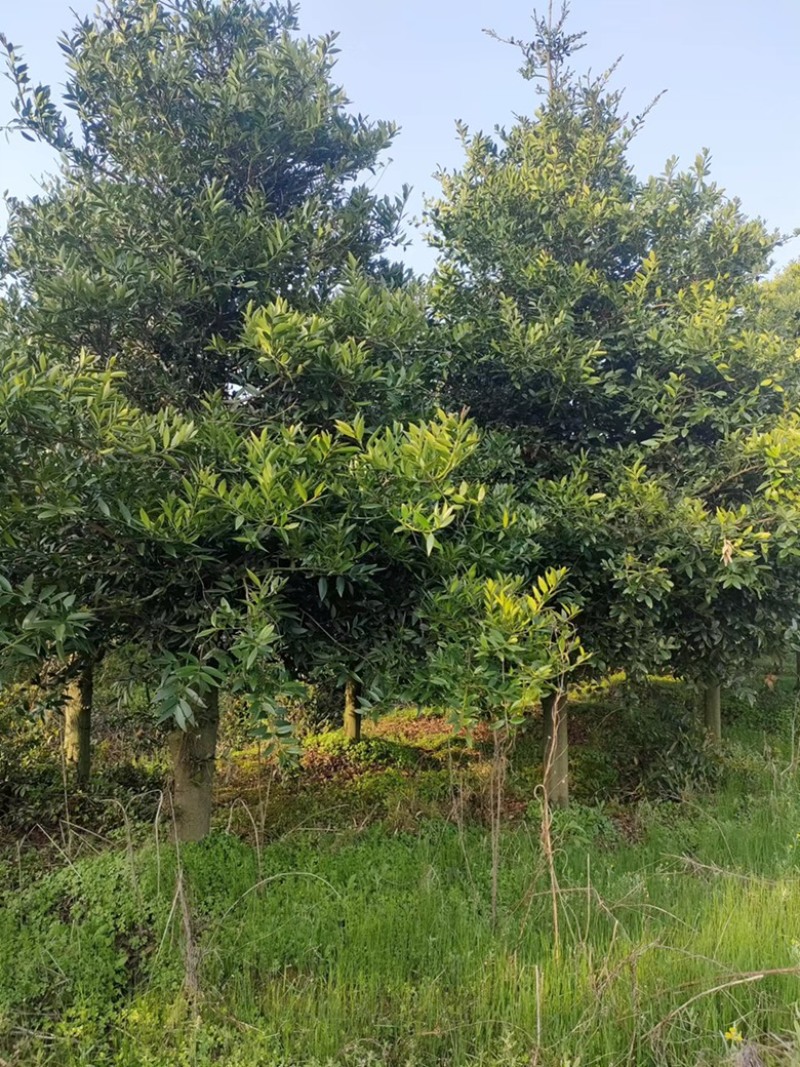竹柏大小苗，多种规格，1234公分左右大量