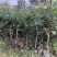 竹柏大小苗，多种规格，1234公分左右大量