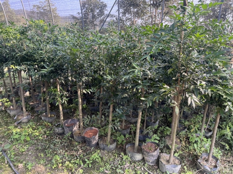 竹柏大小苗，多种规格，1234公分左右大量