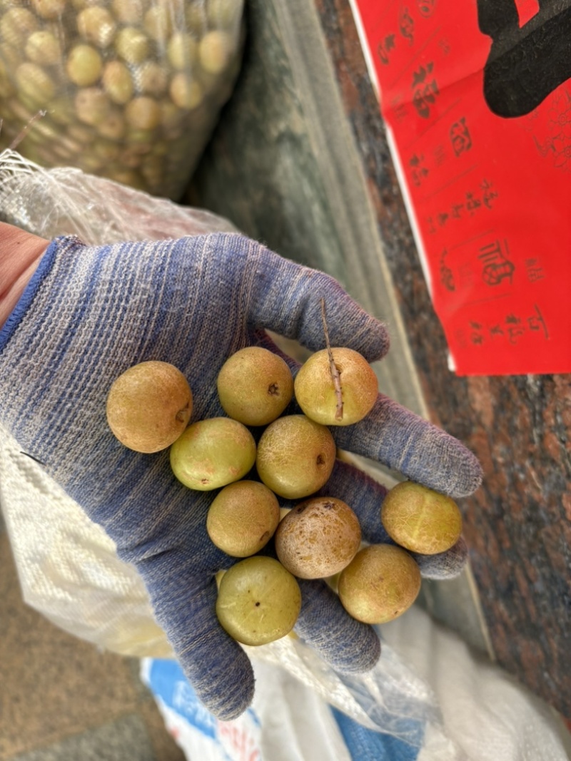 福建漳州油甘产地直发榨汁腌制