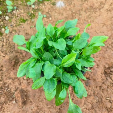 松果菊
