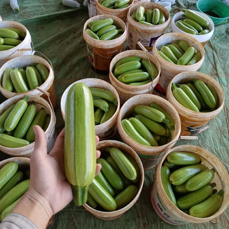 云南精品西葫芦产地供应大量现货
