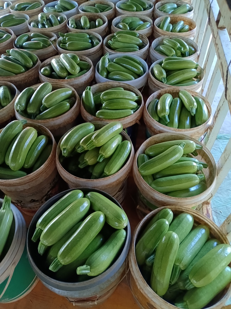 云南精品西葫芦产地供应大量现货