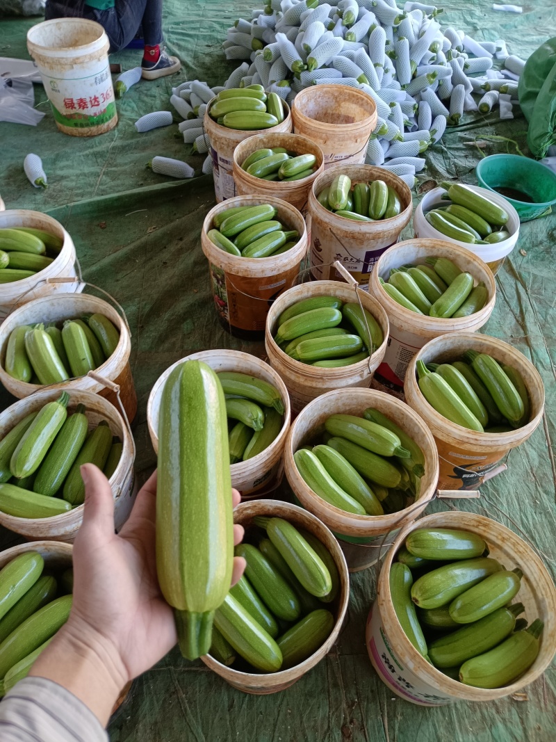 云南精品西葫芦产地供应大量现货