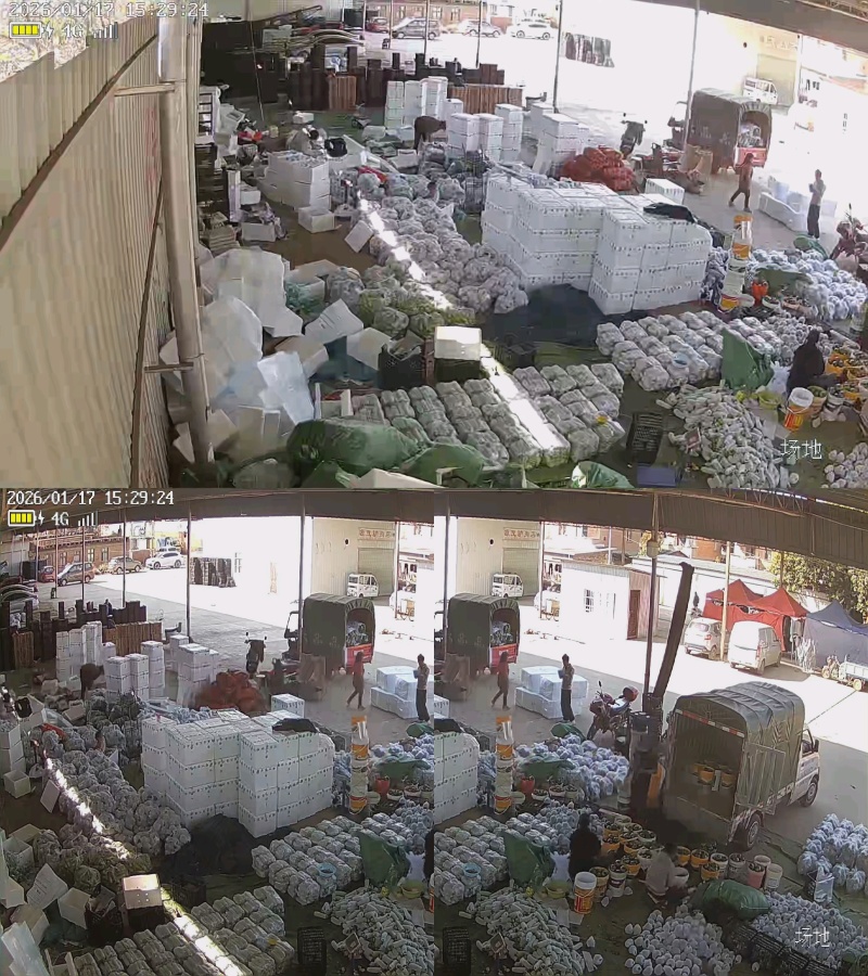 云南精品西葫芦产地供应大量现货