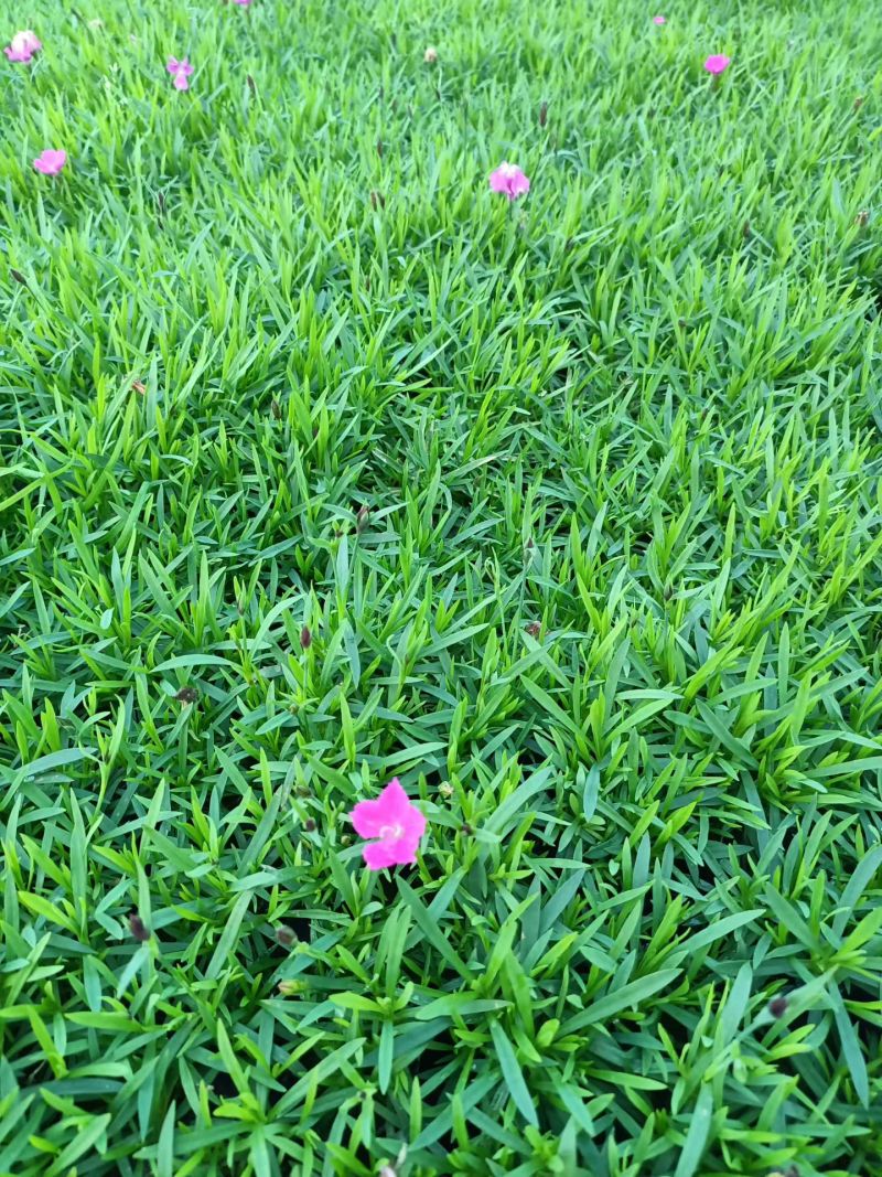 欧石竹