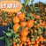 【电商代发】广西砂糖橘电商团购一件代发