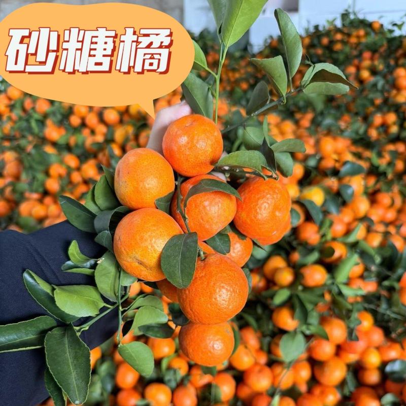 【电商代发】广西砂糖橘电商团购一件代发