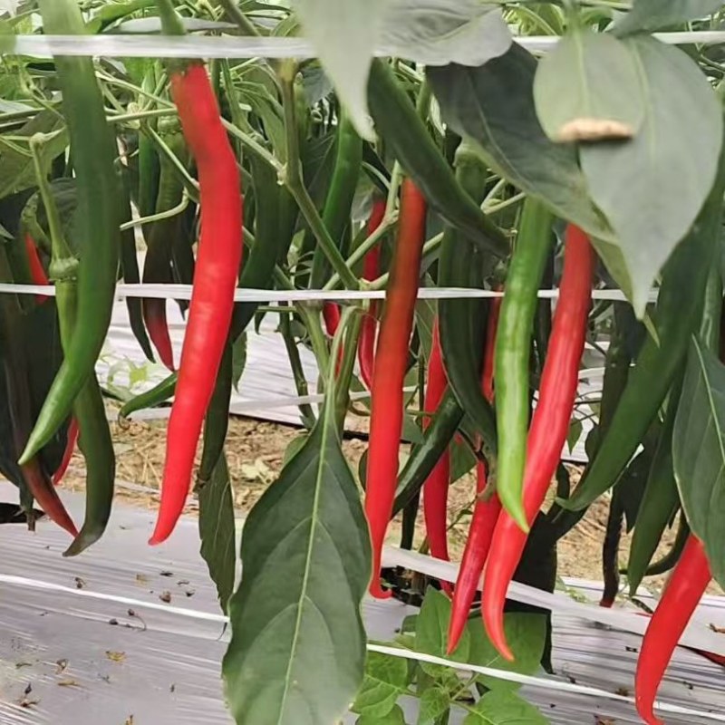 3号线红线市场货大量供应