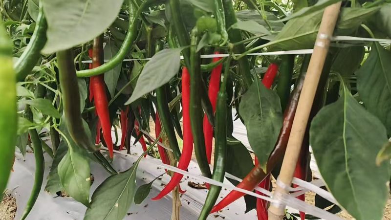 3号线红线市场货大量供应
