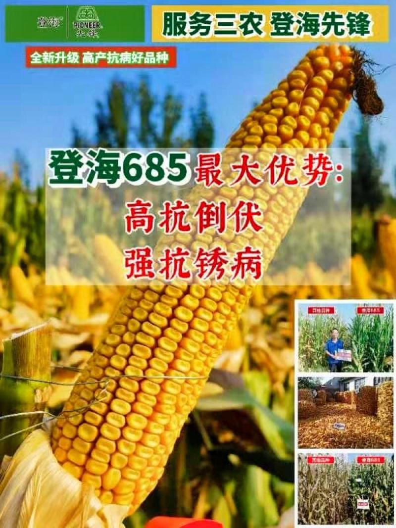 登海685D转基因抗草甘膦抗虫国审红轴大棒子产量高