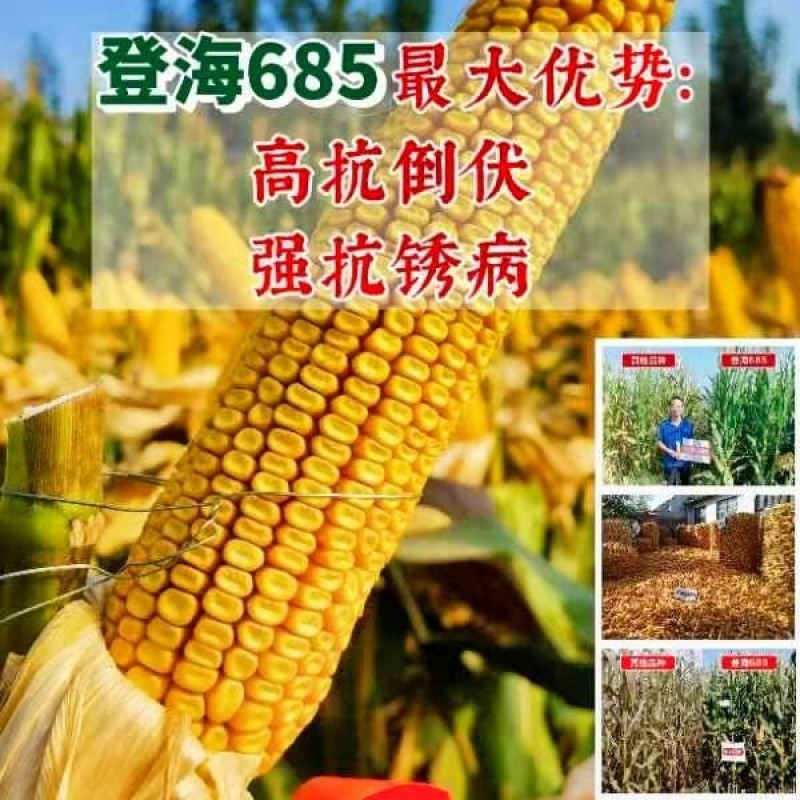 登海685D转基因抗草甘膦抗虫国审红轴大棒子产量高