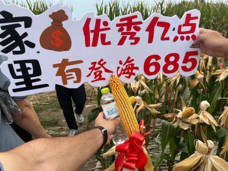 登海685D转基因抗草甘膦抗虫国审红轴大棒子产量高