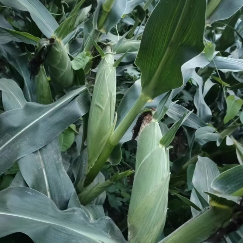 登海685D转基因抗草甘膦抗虫国审红轴大棒子产量高