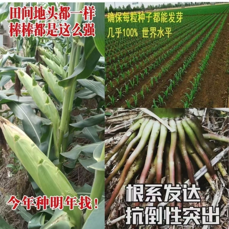 登海685D转基因抗草甘膦抗虫国审红轴大棒子产量高