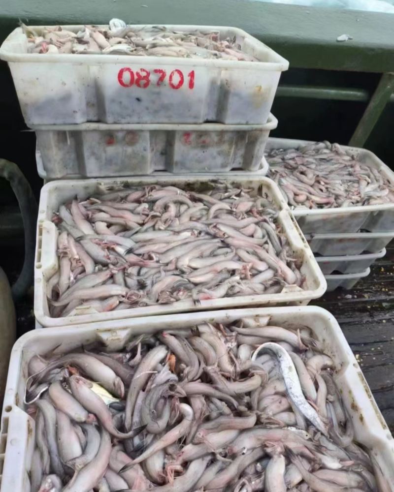 东海龙头鱼