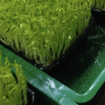 高品质高质量豌豆苗