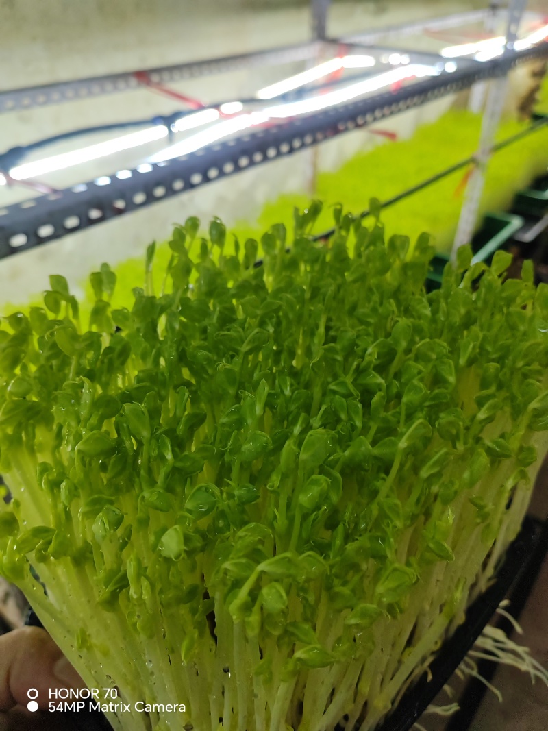 高品质高质量豌豆苗