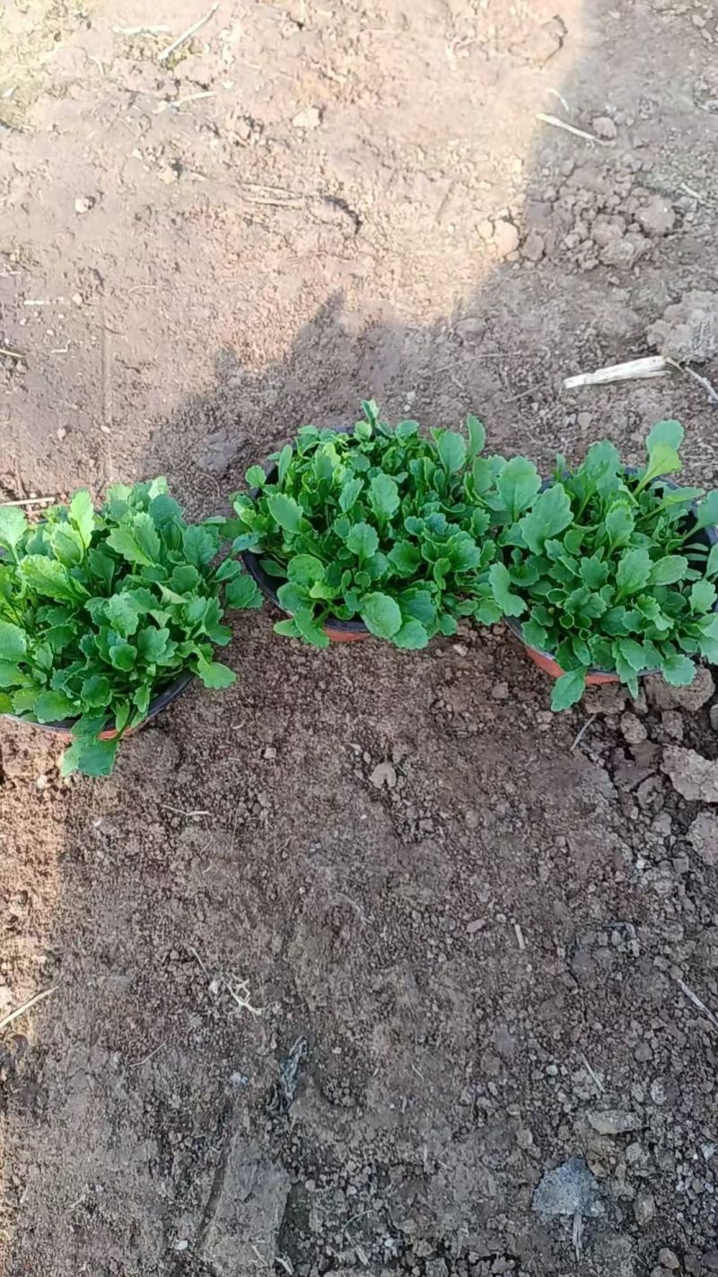 大滨菊