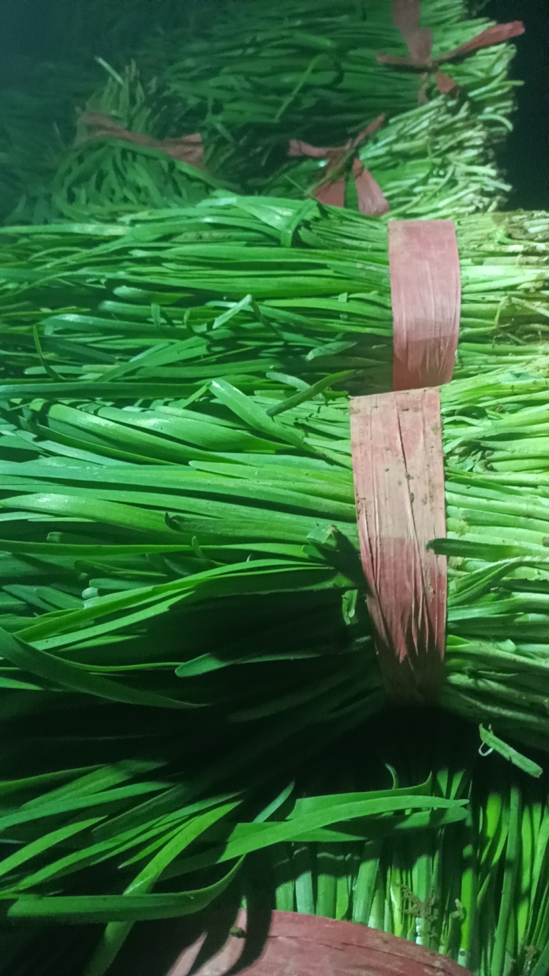 武山马力优质二刀韭菜