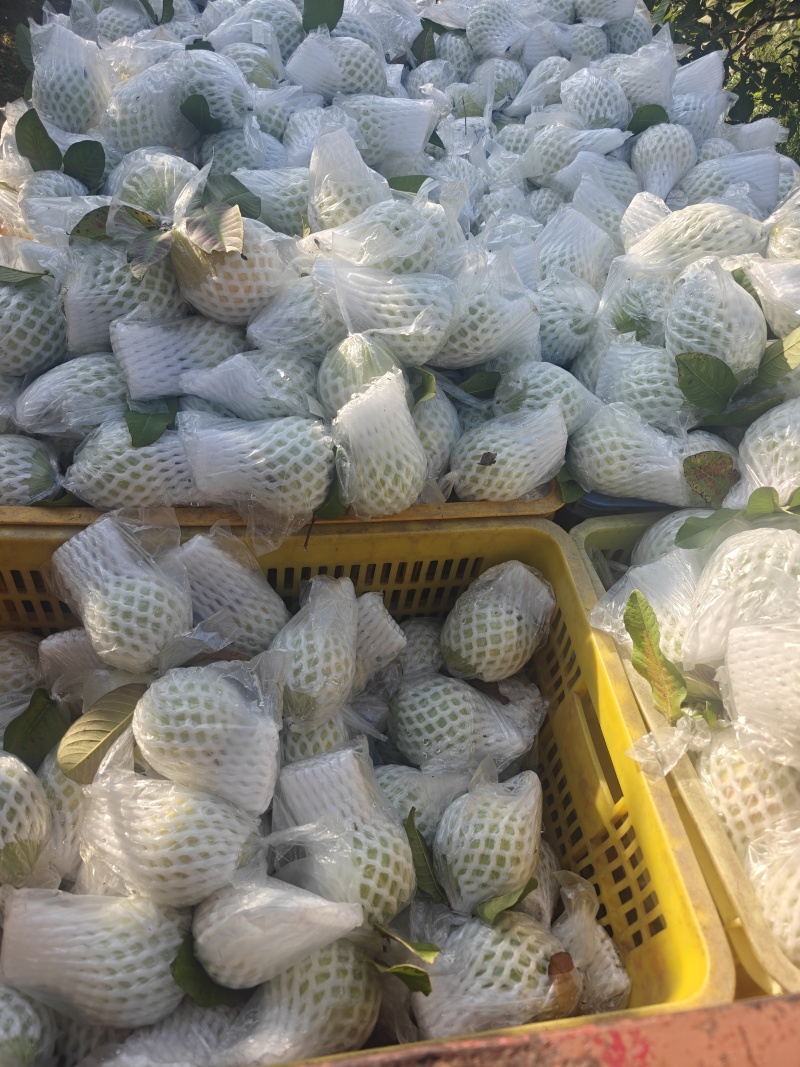 广西北流芭乐
