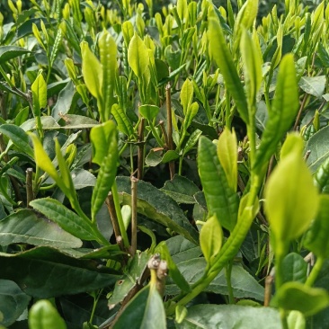 茶叶