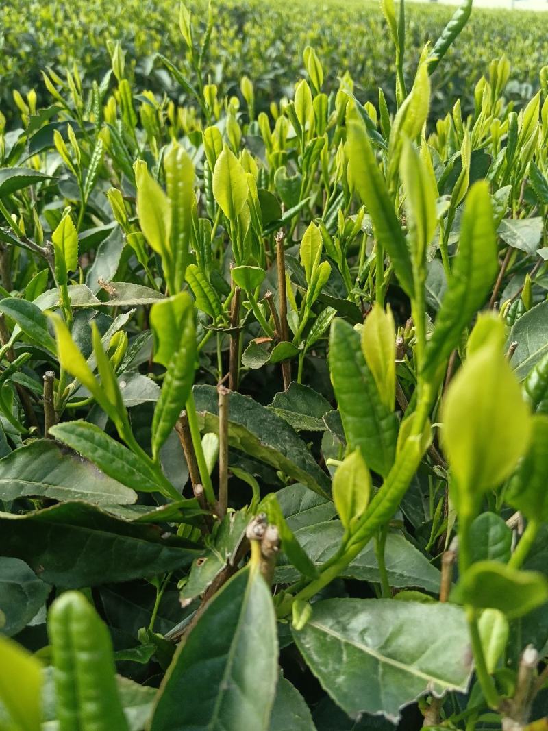 茶叶